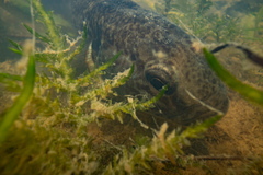 Gobiomorphus basalis