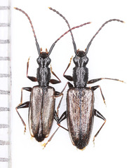 Telephanus