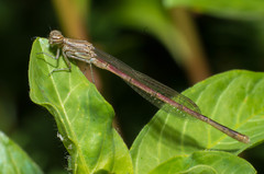 Oxyagrion
