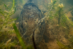 Gobiomorphus basalis