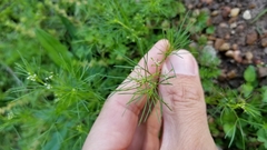 Spermolepis inermis