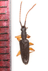 Telephanus