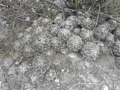 Coryphantha nickelsiae