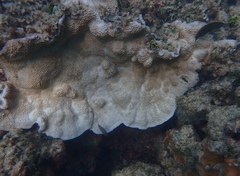 Montipora capitata
