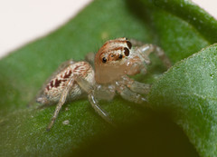 Chira gounellei