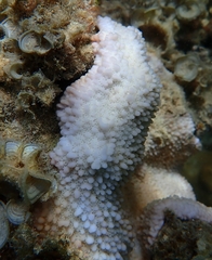 Montipora capitata