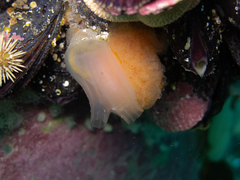 Aplidium variabile