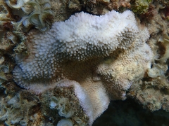 Montipora capitata