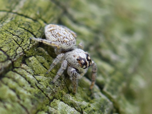 Mile End Jumping Spider, Groesbeek, Nederland, photo 10 of 10