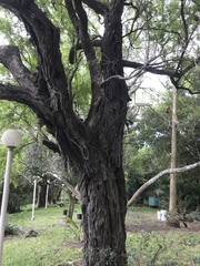 Condalia hookeri