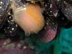 Aplidium variabile