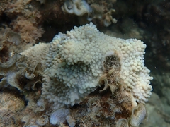 Montipora capitata