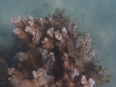 Montipora capitata