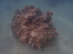 Montipora capitata