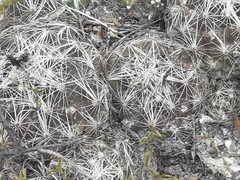 Coryphantha nickelsiae