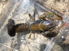 Lacunicambarus chimera