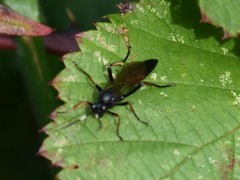 Stenichneumon culpator