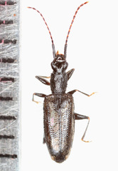 Telephanus
