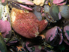 Paramolgula gregaria