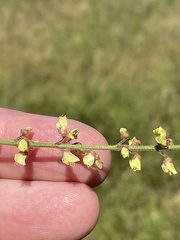 Desmodium sessilifolium