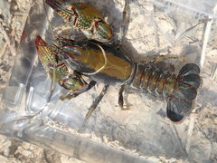 Lacunicambarus chimera