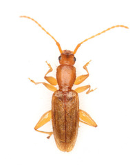Telephanus
