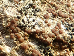 Lecanora saligna