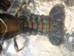 Lacunicambarus chimera