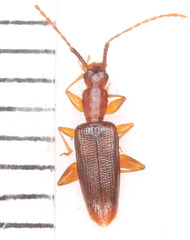 Telephanus