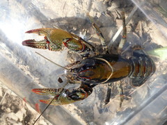 Lacunicambarus chimera