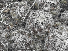 Coryphantha nickelsiae