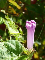 Ipomoea mitchelliae