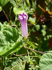 Ipomoea mitchelliae