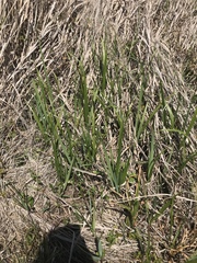 Paspalum virgatum