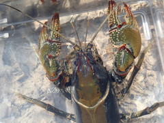 Lacunicambarus chimera