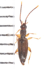 Telephanus