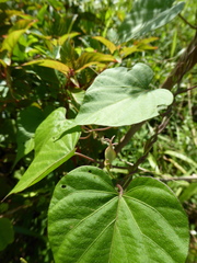 Ipomoea mitchelliae