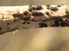 Trimmatostroma salicis