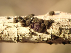 Trimmatostroma salicis