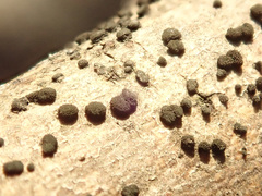 Trimmatostroma salicis