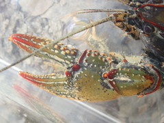 Lacunicambarus chimera