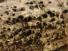 Trimmatostroma salicis