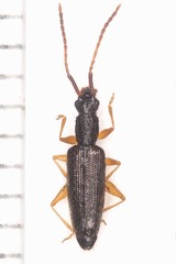 Telephanus