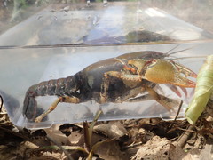 Lacunicambarus chimera