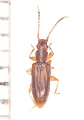 Telephanus