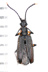 Telephanus