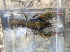 Lacunicambarus chimera