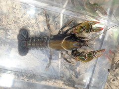 Lacunicambarus chimera