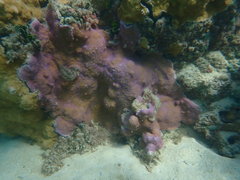 Montipora flabellata