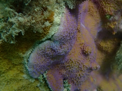 Montipora flabellata
